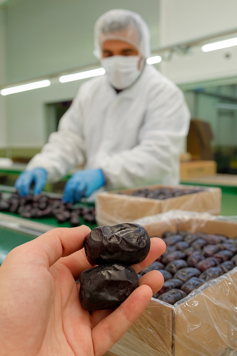 پخش خرما مضافتی