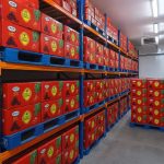 پخش خرما مضافتی