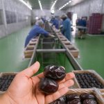 قیمت خرما مضافتی بم درجه یک